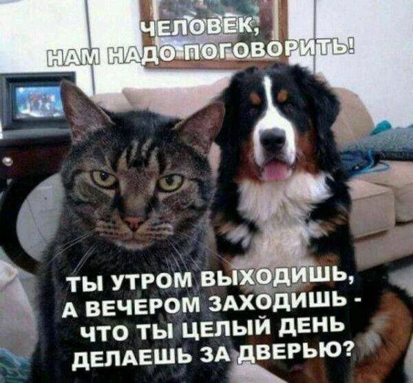 ЧЕЛОВЕК, НАМ НАДО ПОГОВОРИТЬ! ТЫ УТРОМ ВЫХОДИШЬ, А ВЕЧЕРОМ ЗАХОДИШЬ - ЧТО ТЫ ЦЕЛЫЙ ДЕНЬ ДЕЛАЕШЬ ЗА ДВЕРЬЮ?