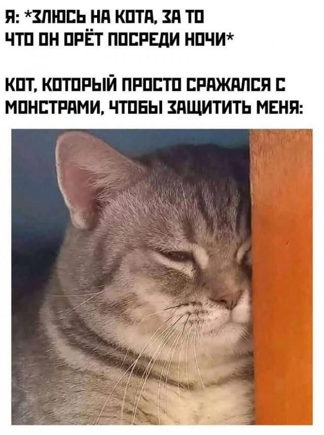 Я: *ЗЛЮСЬ НА КОТА, ЗА ТО ЧТО ОН ОРЁТ ПОСРЕДИ НОЧИ* КОТ, КОТОРЫЙ ПРОСТО СРАЖАЛСЯ С МОНСТРАМИ, ЧТОБЫ ЗАЩИТИТЬ МЕНЯ: