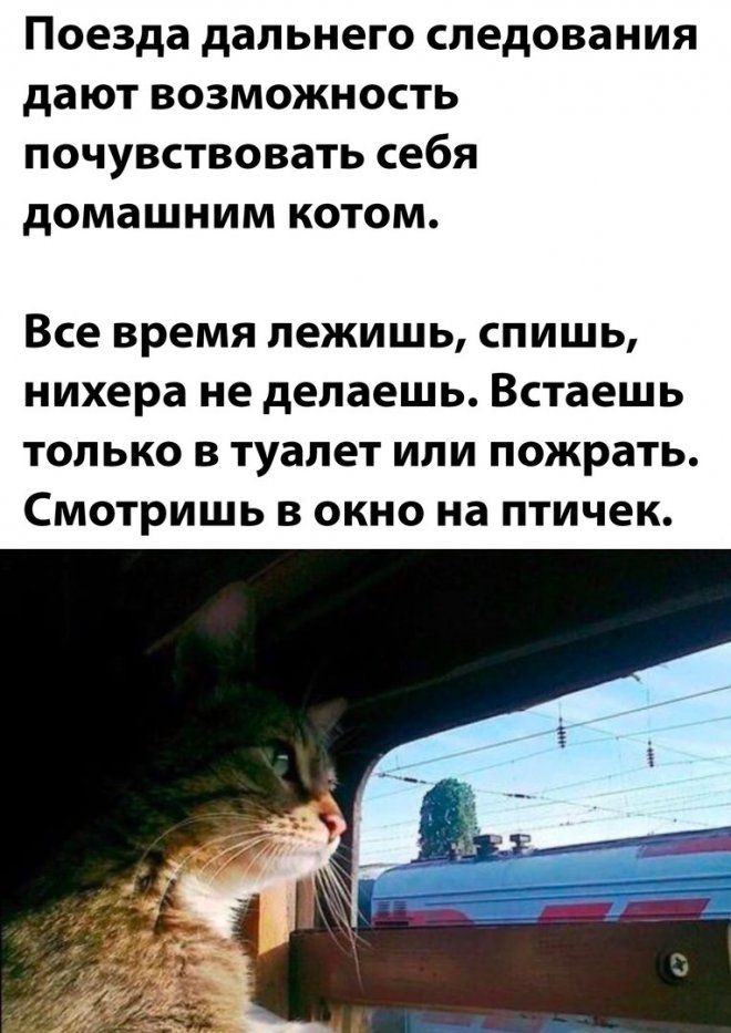 Поезда дальнего следования дают возможность почувствовать себя домашним котом. Все время лежишь, спишь, нихера не делаешь. Встаешь только в туалет или пожрать. Смотришь в окно на птичек.