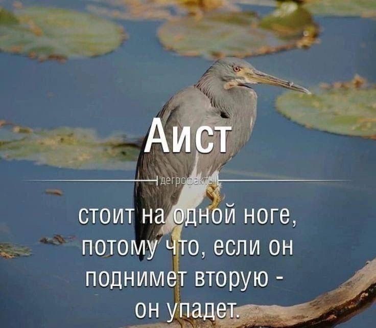 Аист дегрофакты стоит на одной ноге, потому что, если он поднимет вторую - он упадет.