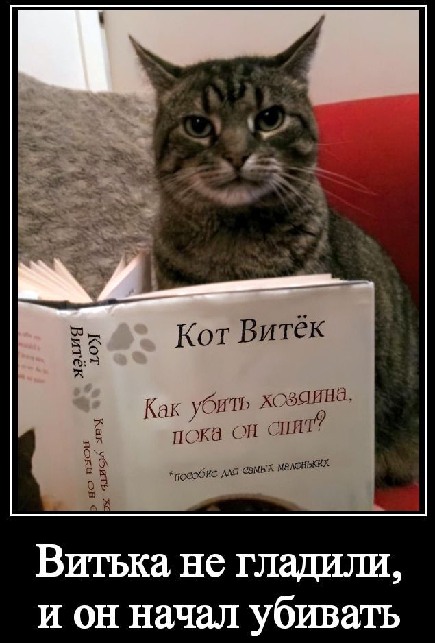 Кот Витёк. Как убить хозяина, пока он спит? *пособие для самых маленьких. Витька не гладили, и он начал убивать