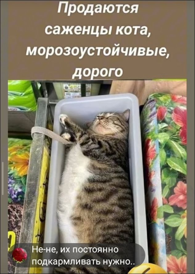 Продаются саженцы кота, морозоустойчивые, дорого. Не-не, их постоянно подкармливать нужно..