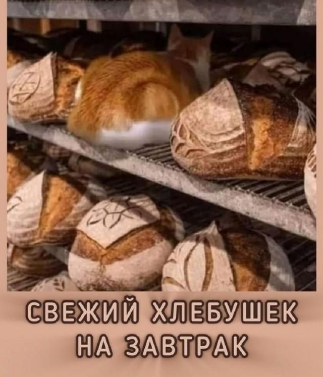 СВЕЖИЙ ХЛЕБУШЕК НА ЗАВТРАК