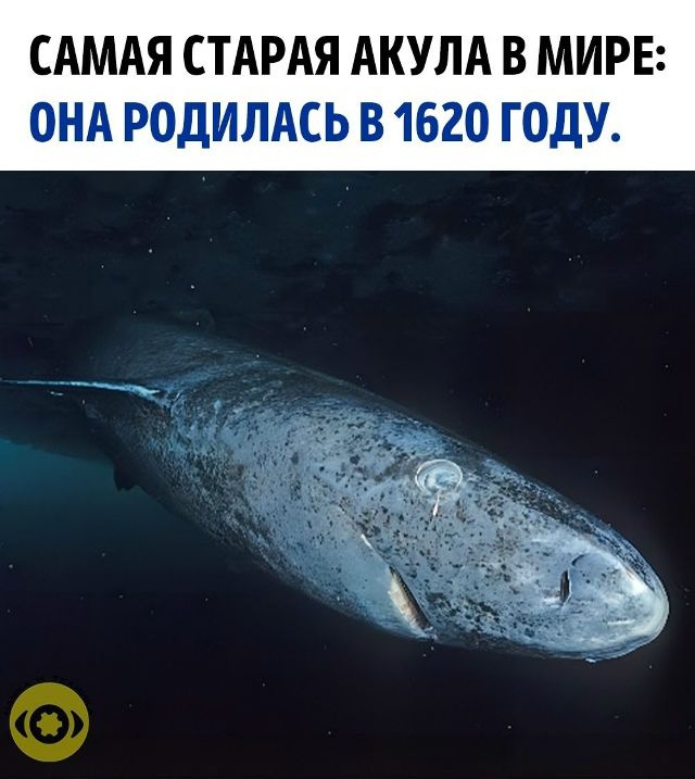 САМАЯ СТАРАЯ АКУЛА В МИРЕ: ОНА РОДИЛАСЬ В 1620 ГОДУ.