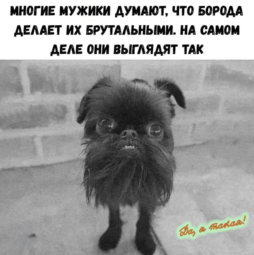 МНОГИЕ МУЖИКИ ДУМАЮТ, ЧТО БОРОДА ДЕЛАЕТ ИХ БРУТАЛЬНЫМИ. НА САМОМ ДЕЛЕ ОНИ ВЫГЛЯДЯТ ТАК Da, я такая!