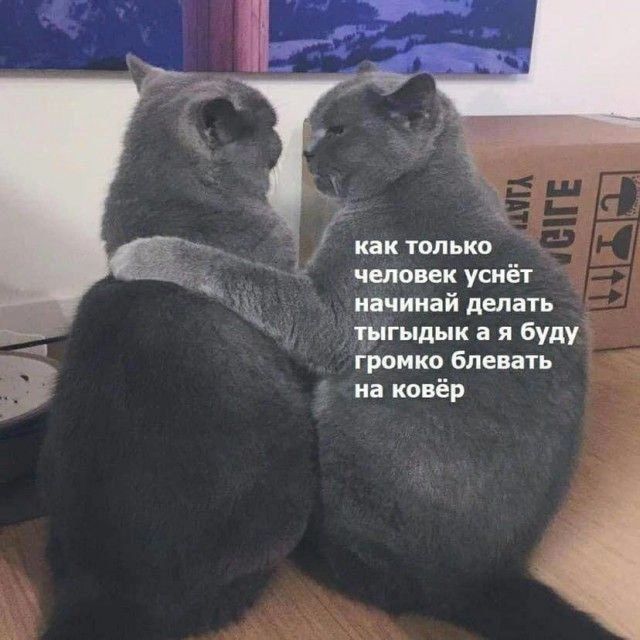 как только человек уснёт начинай делать тыгыдык а я буду громко блевать на ковёр