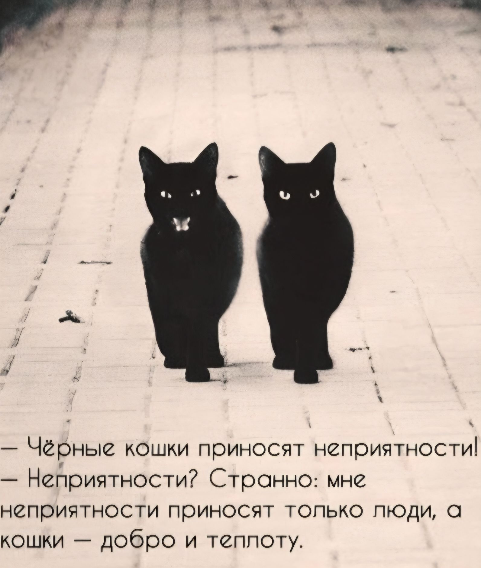 - Чёрные кошки приносят неприятности!
- Неприятности? Странно: мне неприятности приносят только люди, а кошки — добро и теплоту.