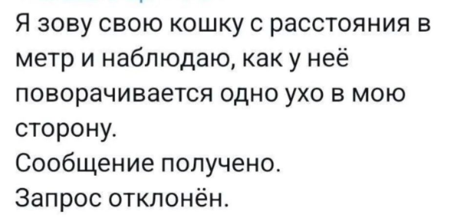 Я зову свою кошку с расстояния в метр и наблюдаю, как у неё поворачивается одно ухо в мою сторону. Сообщение получено. Запрос отклонен.