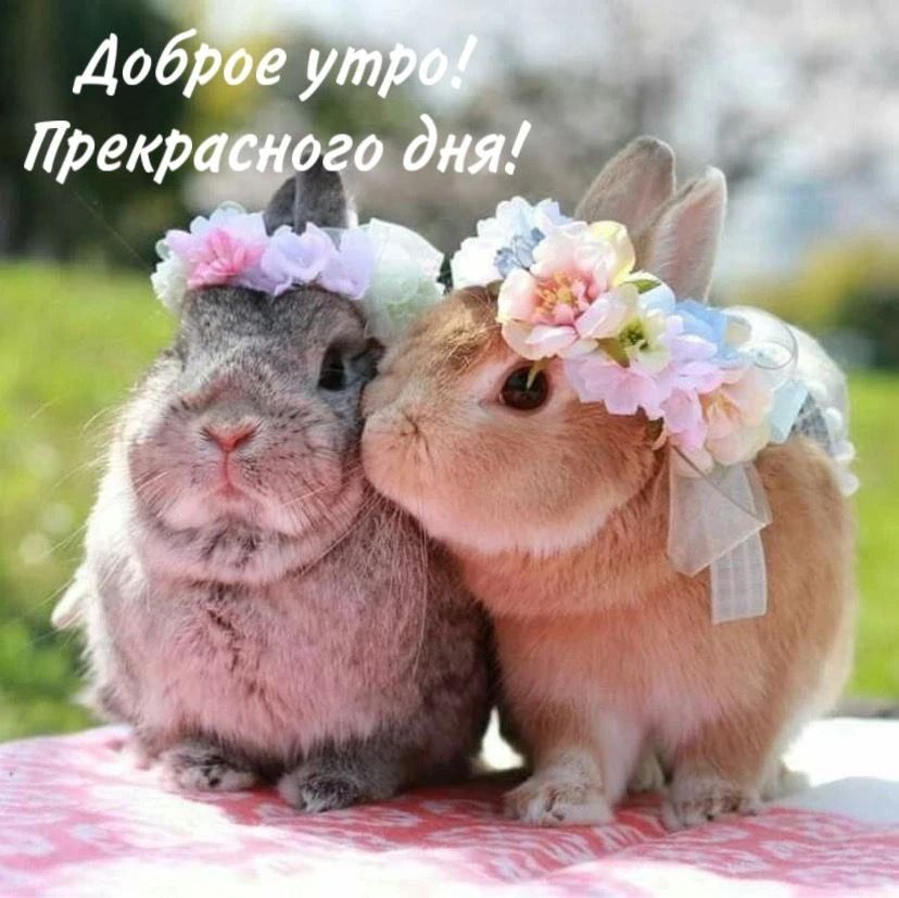 Доброе утро! Прекрасного дня!