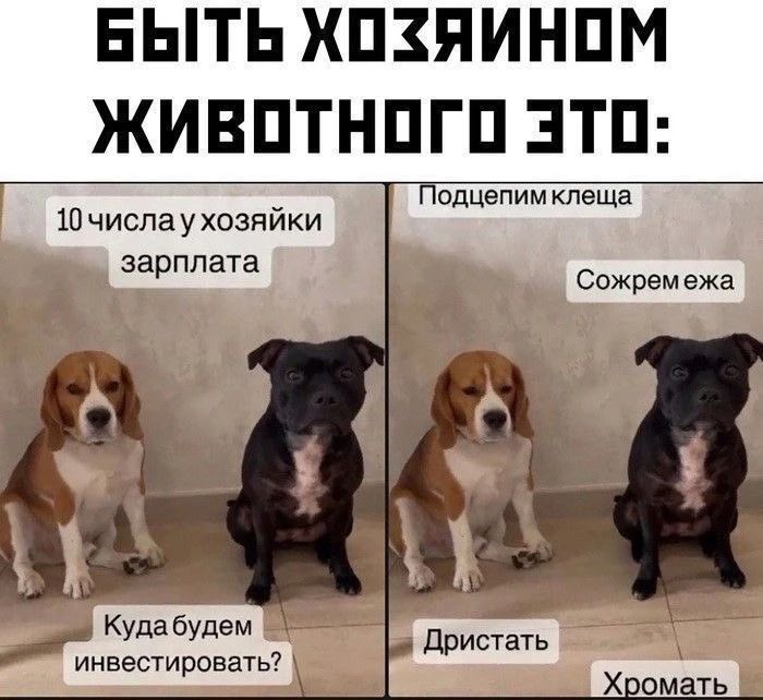 Быть хозяином животного это: 10 числа у хозяйки зарплата Куда будем инвестировать? Подцепим клеща Сожрем ежа Дристать Хромать