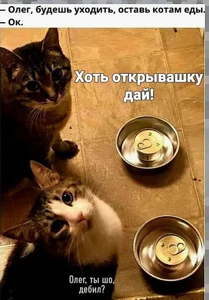 — Олег, будешь уходить, оставь котам еды. — Ок. Хоть открывашку дай! Олег, ты шо, дебил?