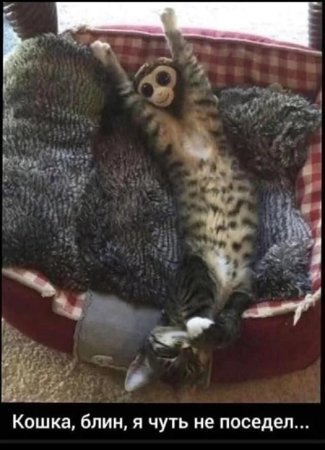 Кошка, блин, я чуть не поседел...