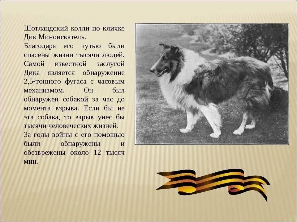 Шотландский колли по кличке Дик Миноискатель. Благодаря его чутью были спасены жизни тысячи людей. Самой известной заслугой Дика является обнаружение 2,5-тонного фугаса с часовым механизмом. Он был обнаружен собакой за час до момента взрыва. Если бы не эта собака, то взрыв унес бы тысячи человеческих жизней. За годы войны с его помощью были