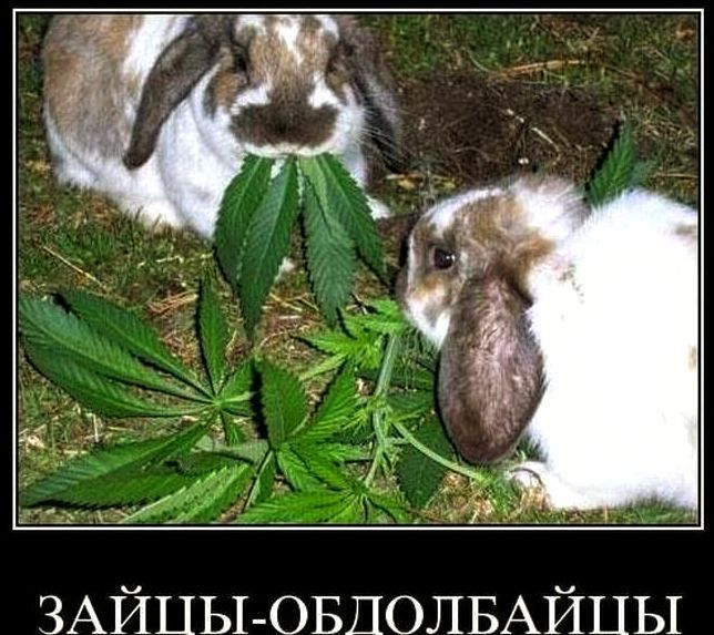 ЗАЙЦЫ-ОБДОЛБАЙЦЫ