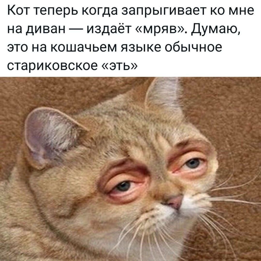 Кот теперь когда запрыгивает ко мне на диван — издаёт «мряв». Думаю, это на кошачьем языке обычное стариковское «эть»