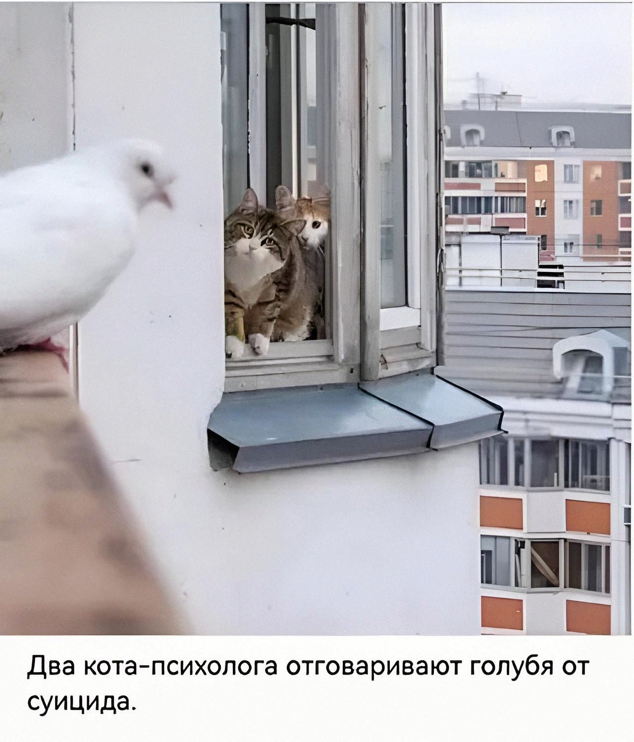 Два кота-психолога отговаривают голубя от суицида.