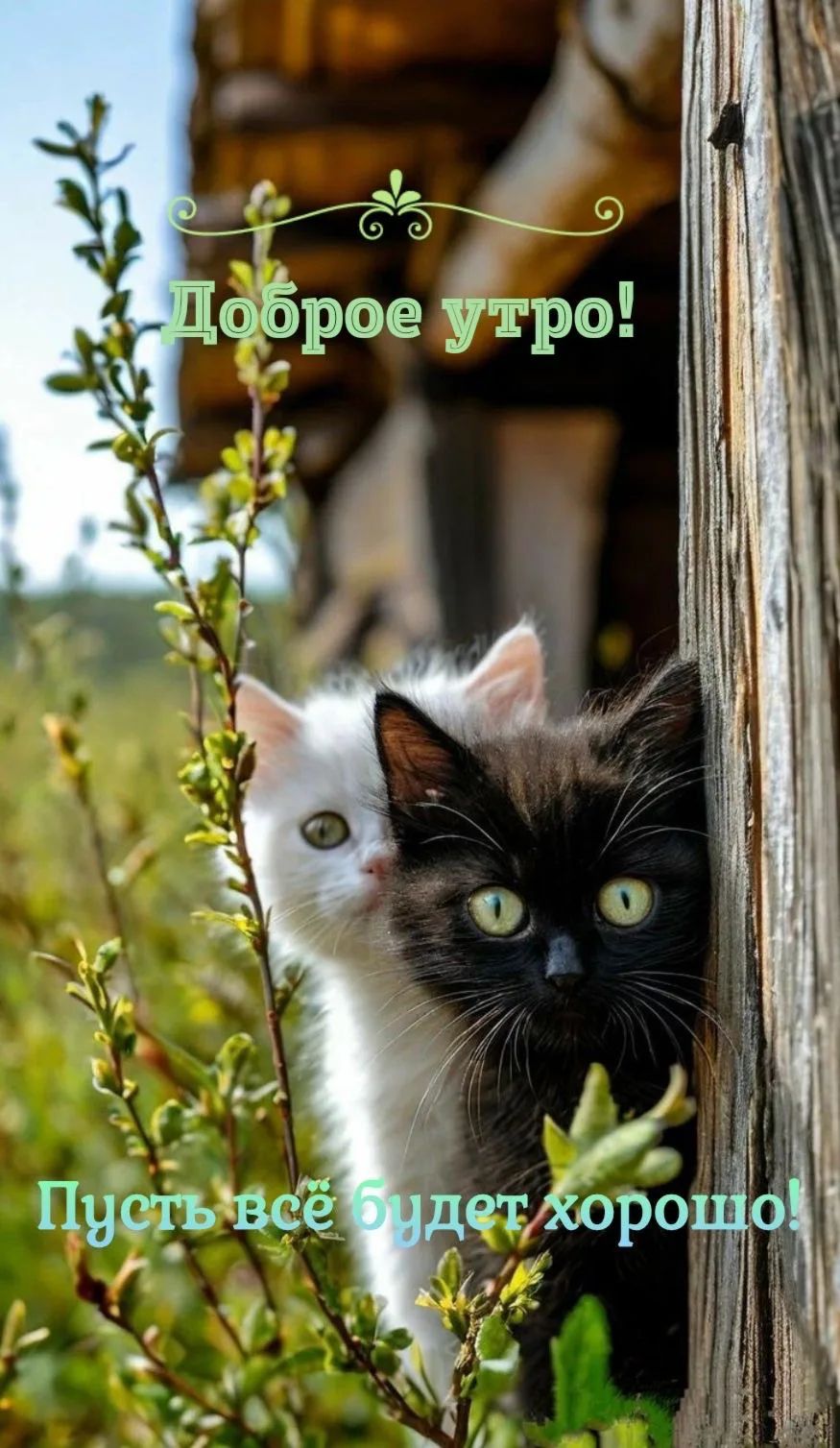 Доброе утро! Пусть всё будет хорошо!