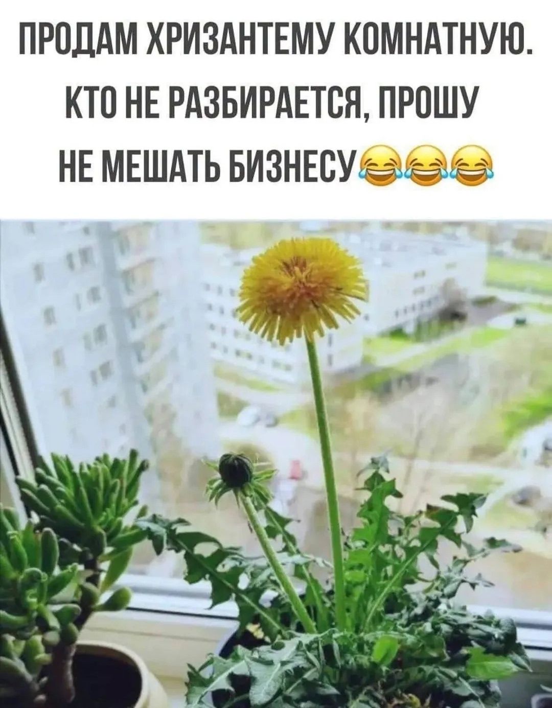 ПРОДАМ ХРИЗАНТЕМУ КОМНАТНУЮ. КТО НЕ РАЗБИРАЕТСЯ, ПРОШУ НЕ МЕШАТЬ БИЗНЕСУ 😂😂😂
