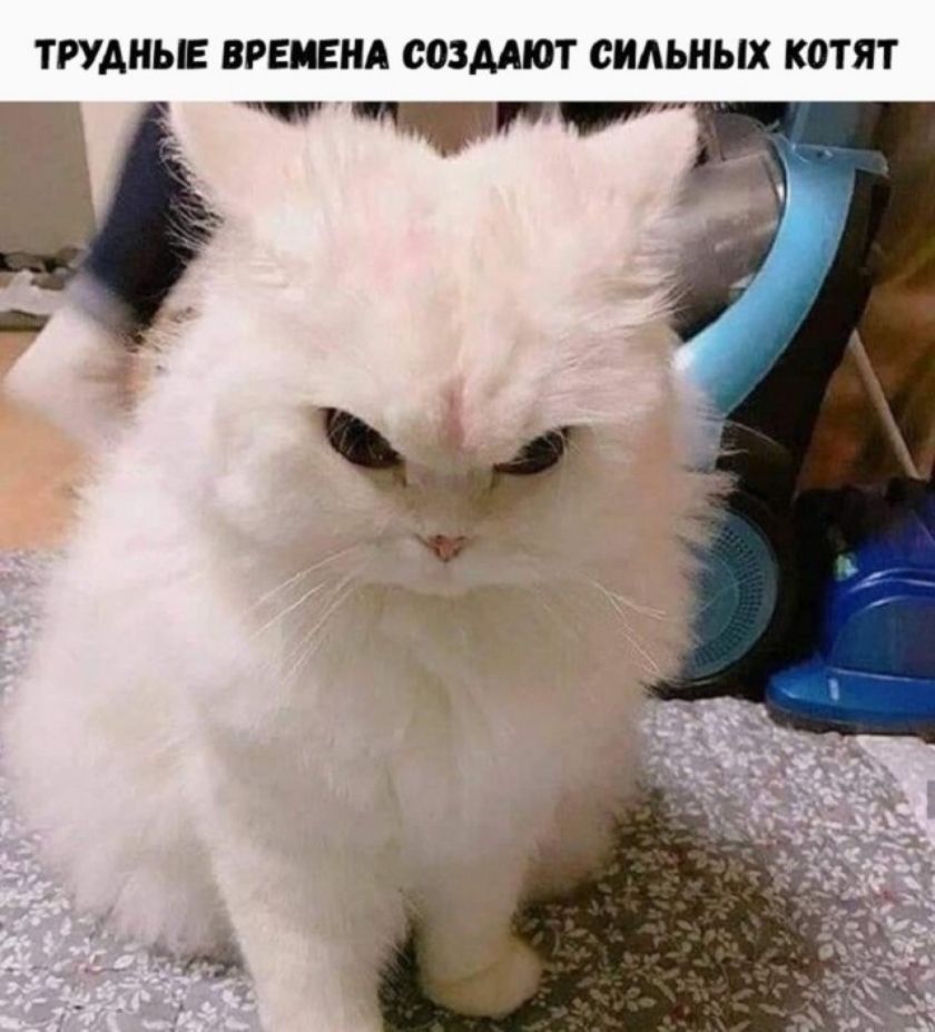 ТРУДНЫЕ ВРЕМЕНА СОЗДАЮТ СИЛЬНЫХ КОТЯТ