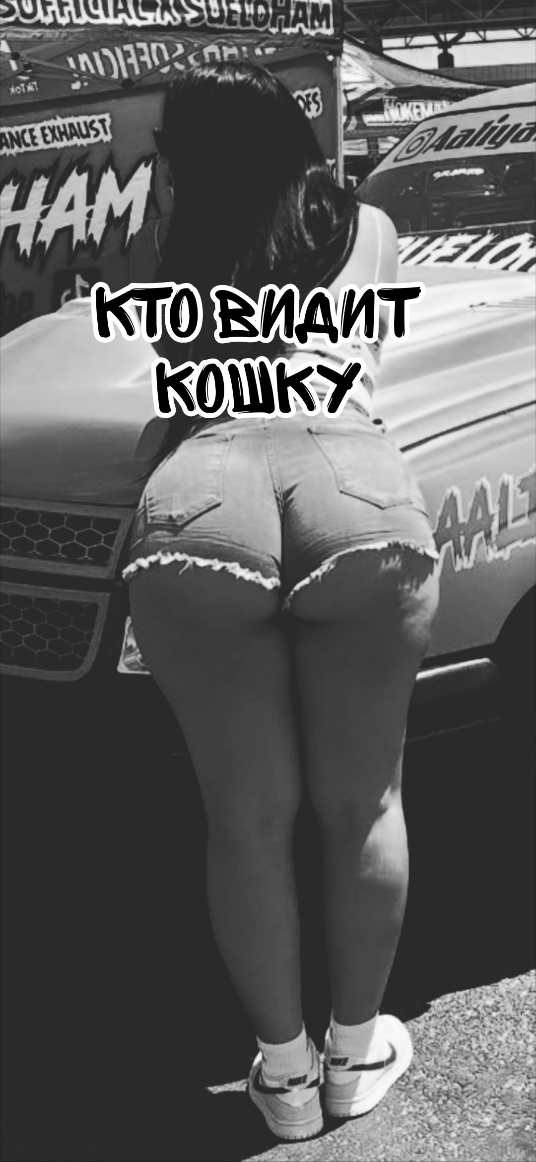 КТО ВИДИТ КОШКУ