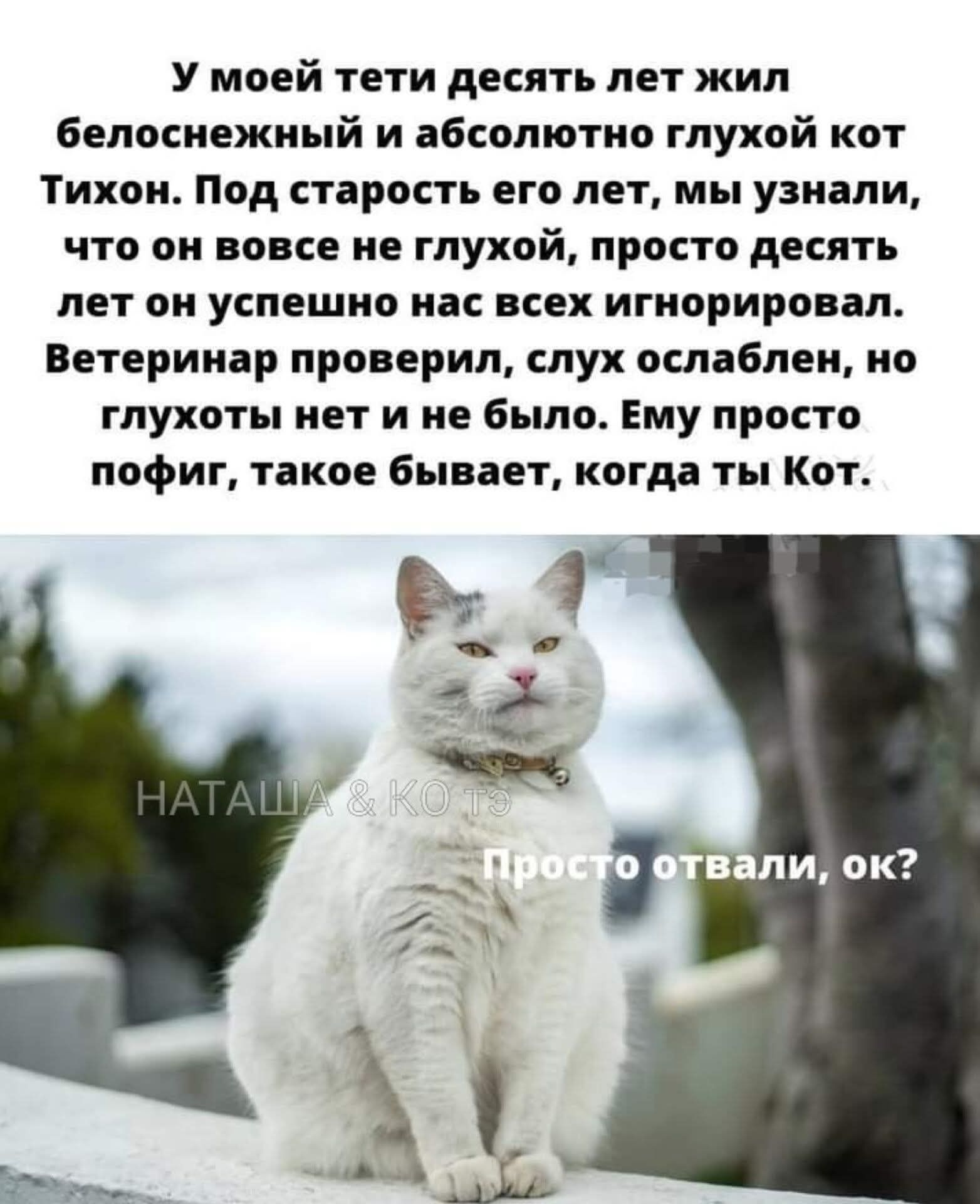 У моей тети десять лет жил белоснежный и абсолютно глухой кот Тихон. Под старость его лет, мы узнали, что он вовсе не глухой, просто десять лет он успешно нас всех игнорировал. Ветеринар проверил, слух ослаблен, но глухоты нет и не было. Ему просто пофиг, такое бывает, когда ты Кот. НАТАША & КОТЭ Просто отвали, ок?