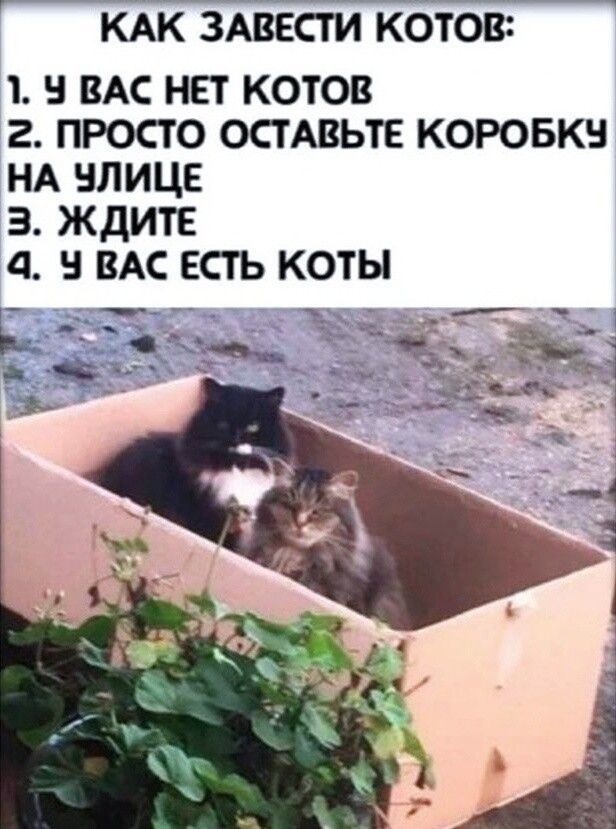 КАК ЗАВЕСТИ КОТОВ: 1. У ВАС НЕТ КОТОВ 2. ПРОСТО ОСТАВЬТЕ КОРОБКУ НА УЛИЦЕ 3. ЖДИТЕ 4. У ВАС ЕСТЬ КОТЫ