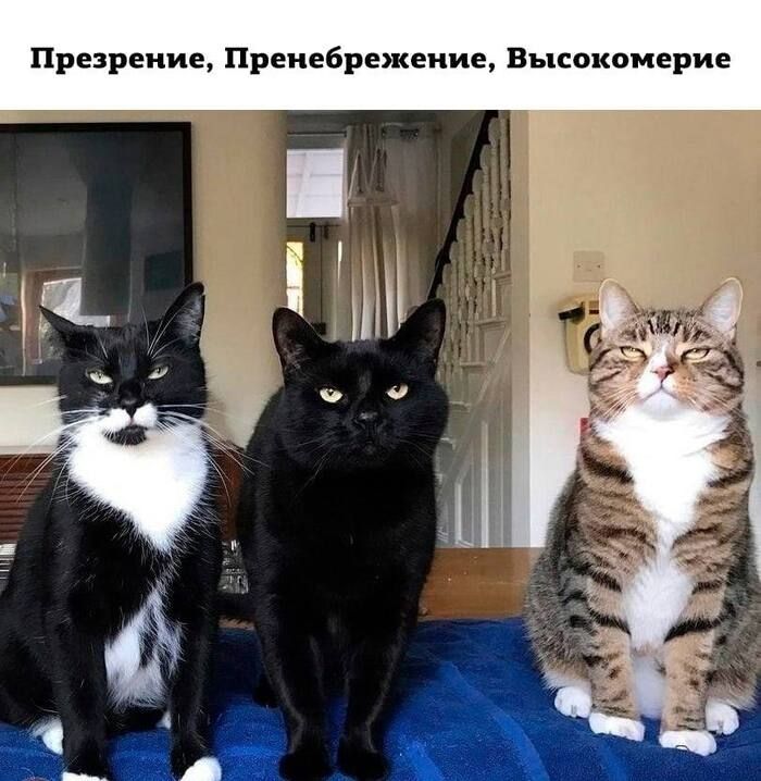 Презрение, Пренебрежение, Высокомерие