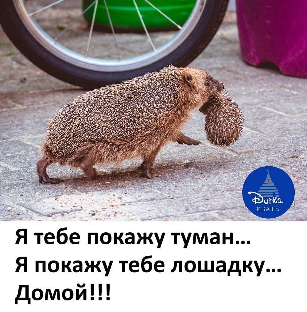 Я тебе покажу туман... Я покажу тебе лошадку... Домой!!! Durka ЕБАТЬ