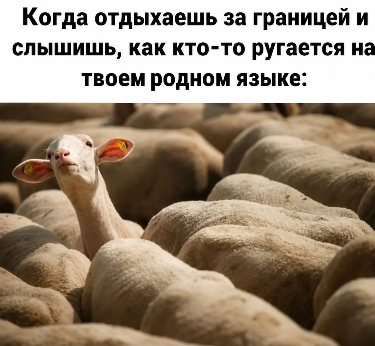Когда отдыхаешь за границей и слышишь, как кто-то ругается на твоем родном языке: