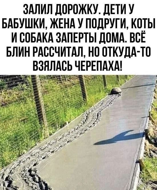 ЗАЛИЛ ДОРОЖКУ. ДЕТИ У БАБУШКИ, ЖЕНА У ПОДРУГИ, КОТЫ И СОБАКА ЗАПЕРТЫ ДОМА. ВСЁ БЛИН РАССЧИТАЛ, НО ОТКУДА-ТО ВЗЯЛАСЬ ЧЕРЕПАХА!