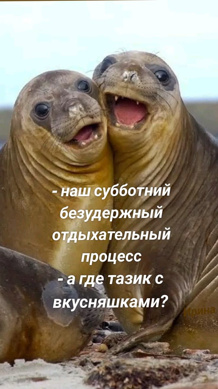 - наш субботний безудержный отдыхательный процесс - а где тазик с вкусняшками?