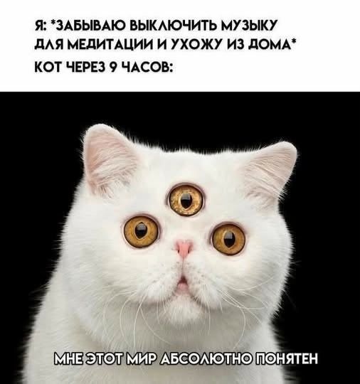 Я: *ЗАБЫВАЮ ВЫКЛЮЧИТЬ МУЗЫКУ ДЛЯ МЕДИТАЦИИ И УХОЖУ ИЗ ДОМА* КОТ ЧЕРЕЗ 9 ЧАСОВ: МНЕ ЭТОТ МИР АБСОЛЮТНО ПОНЯТЕН