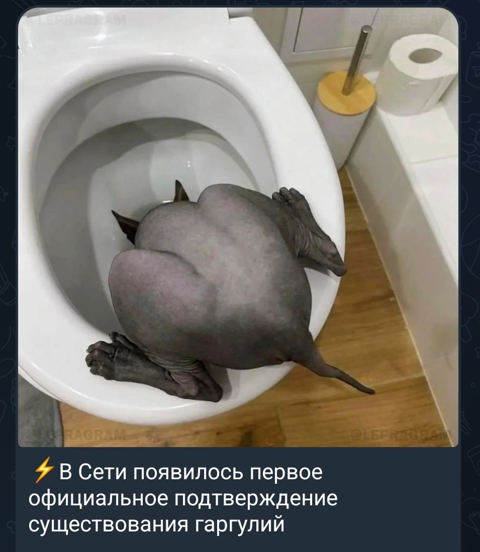 ⚡ В Сети появилось первое официальное подтверждение существования гаргулий