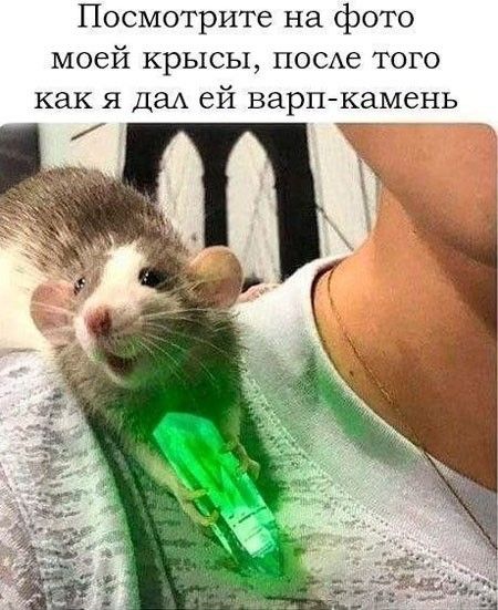 Посмотрите на фото моей крысы, после того как я дал ей варп-камень