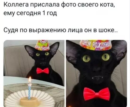 Коллега прислала фото своего кота, ему сегодня 1 год. Судя по выражению лица он в шоке..