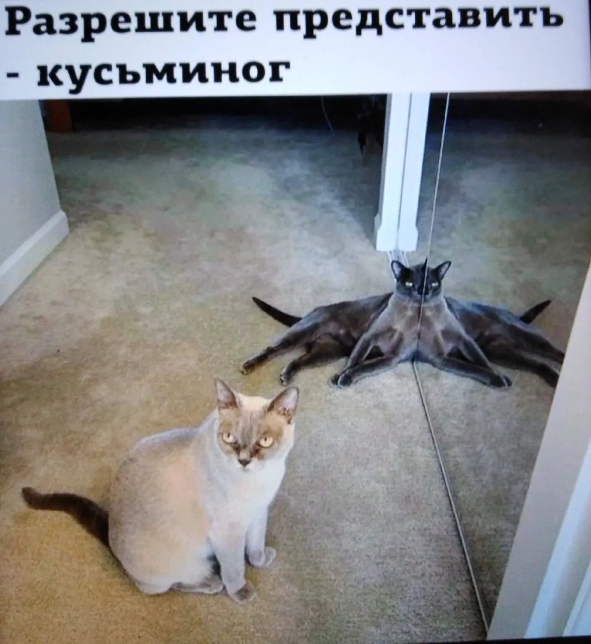 Разрешите представить - кусьминог