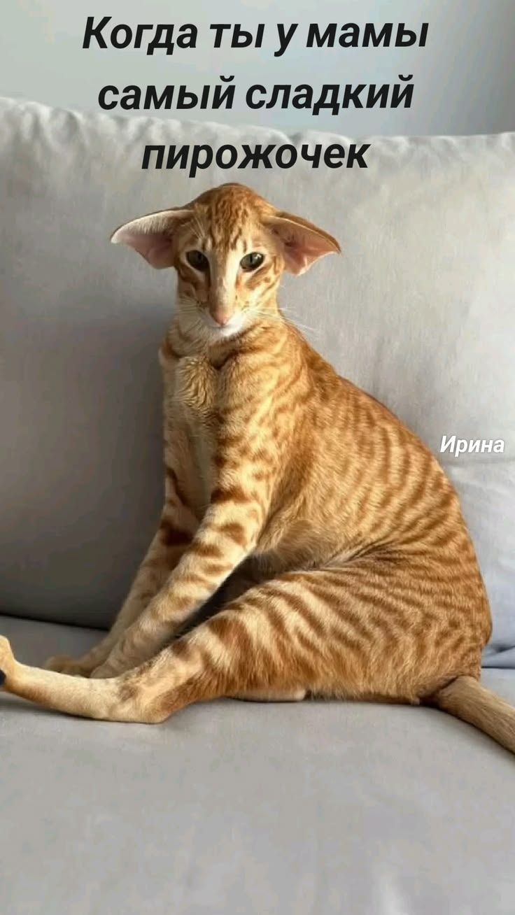 Когда ты у мамы самый сладкий пирожочек