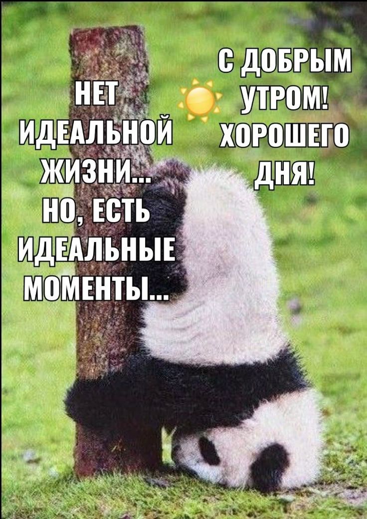 НЕТ ИДЕАЛЬНОЙ ЖИЗНИ... НО, ЕСТЬ ИДЕАЛЬНЫЕ МОМЕНТЫ... С ДОБРЫМ УТРОМ! ХОРОШЕГО ДНЯ!