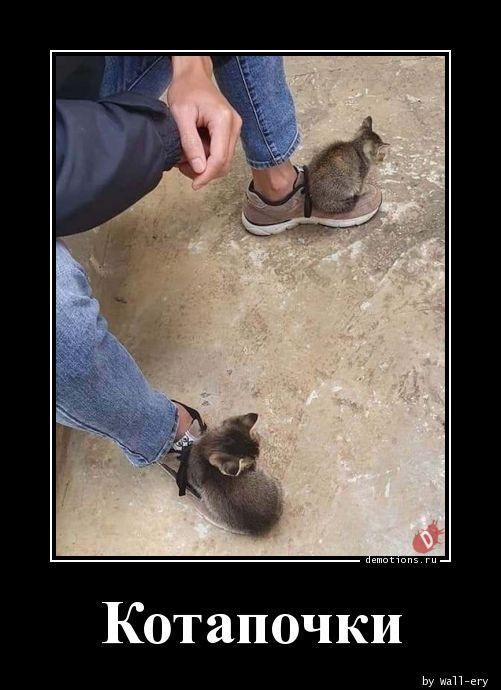Котапочки