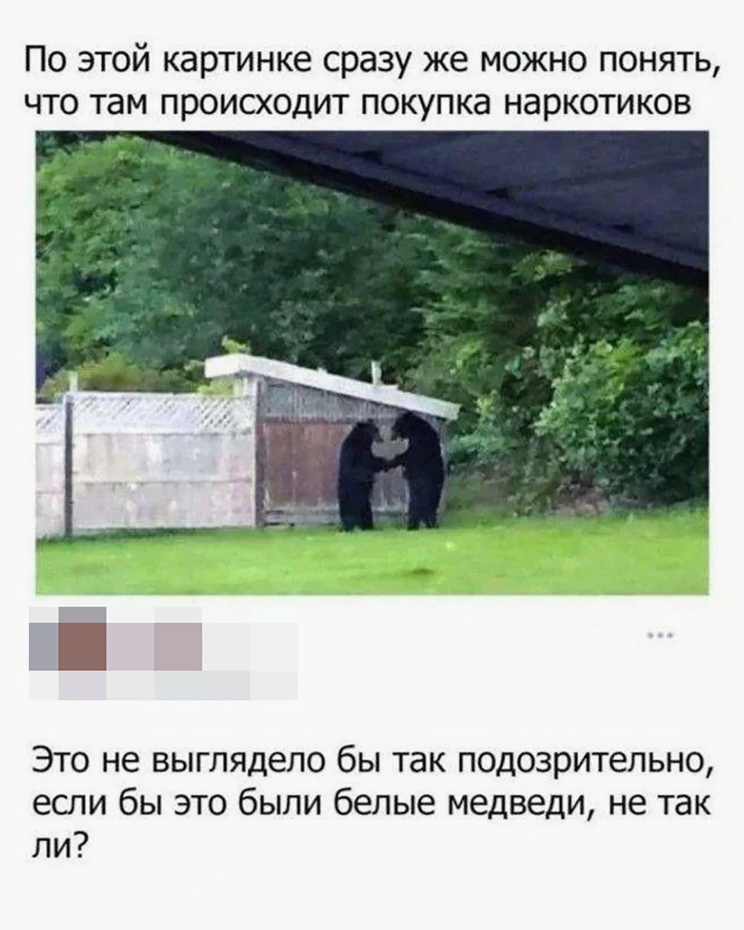 По этой картинке сразу же можно понять, что там происходит покупка наркотиков. Это не выглядело бы так подозрительно, если бы это были белые медведи, не так ли?