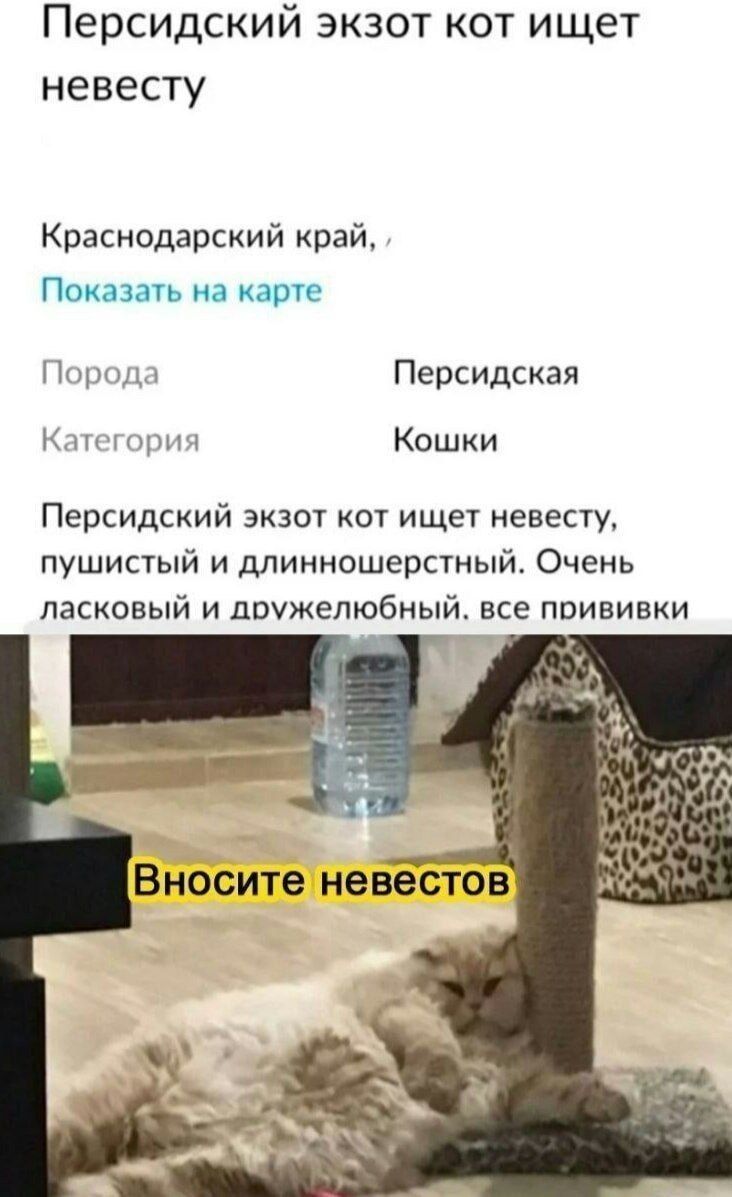 Персидский экзот кот ищет невесту Краснодарский край Показать на карте Порода Персидская Категория Кошки Персидский экзот кот ищет невесту, пушистый и длинношерстный. Очень ласковый и дружелюбный. все прививки Вносите невестов