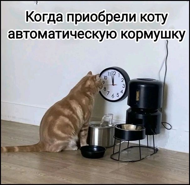 Когда приобрели коту автоматическую кормушку