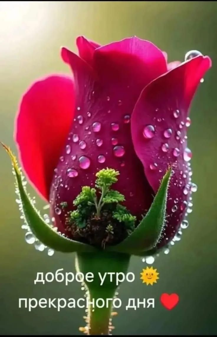 доброе утро прекрасного дня