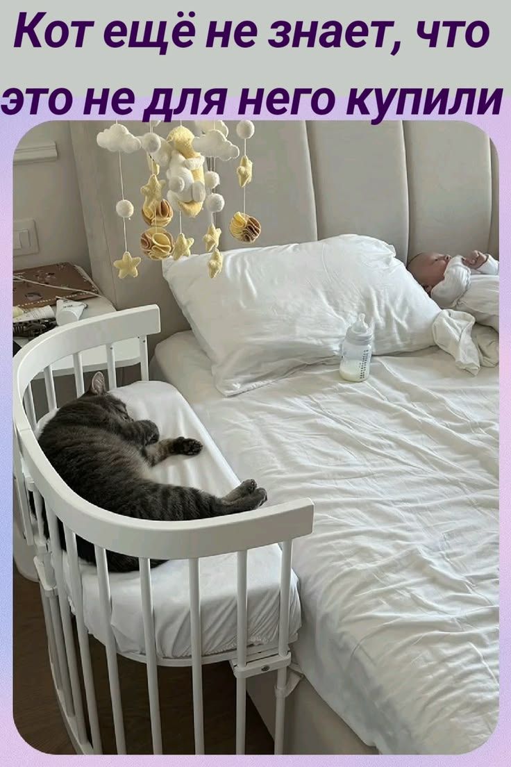 Кот ещё не знает, что это не для него купили