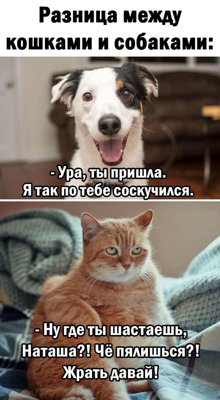 Разница между кошками и собаками:
- Ура, ты пришла. Я так по тебе соскучился.
- Ну где ты шастаешь, Наташа?! Чё пялишься?! Жрать давай!