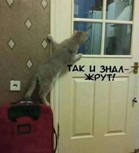 ТАК И ЗНАЛ — ЖРУТ!