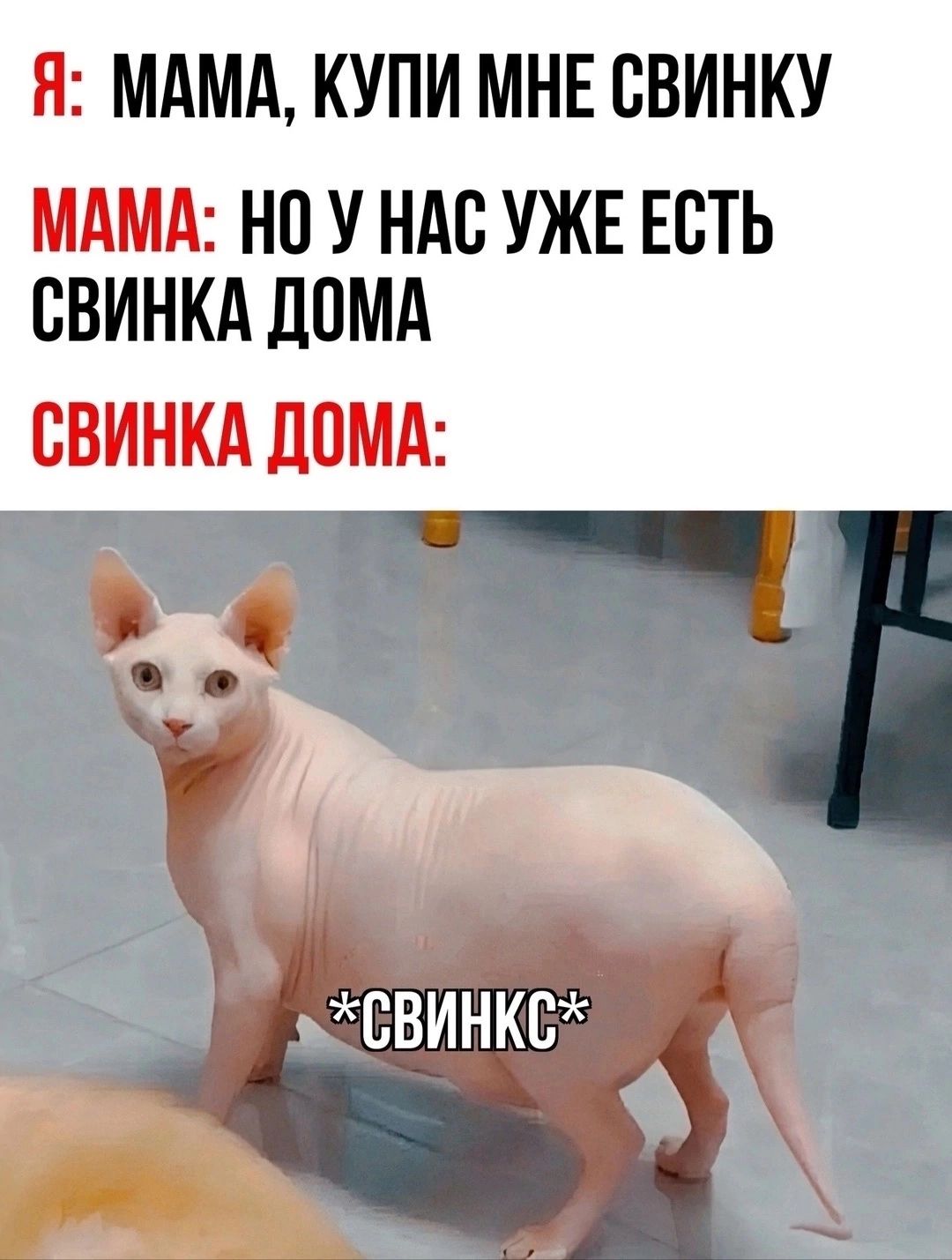 Я: мама, купи мне свинку. Мама: но у нас уже есть свинка дома. Свинка дома: *свинкс*