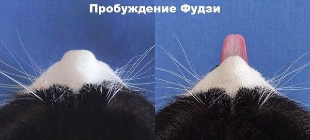 Пробуждение Фудзи