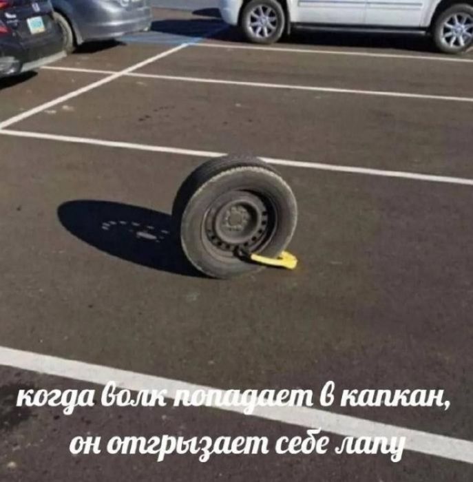 когда волк попадает в капкан, он отгрызает себе лапу