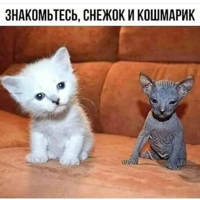 ЗНАКОМЬТЕСЬ, СНЕЖОК И КОШМАРИК